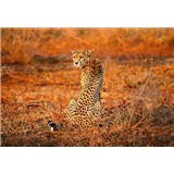 Fototapety leopard rozměr 368 cm x 254 cm - POSLEDNÍ KUSY