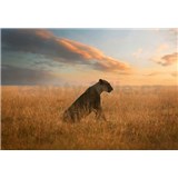 Fototapety lvice rozměr 368 cm x 254 cm - POSLEDNÍ KUSY
